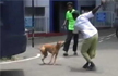In Kerala, special offer on air guns to deal with stray dogs